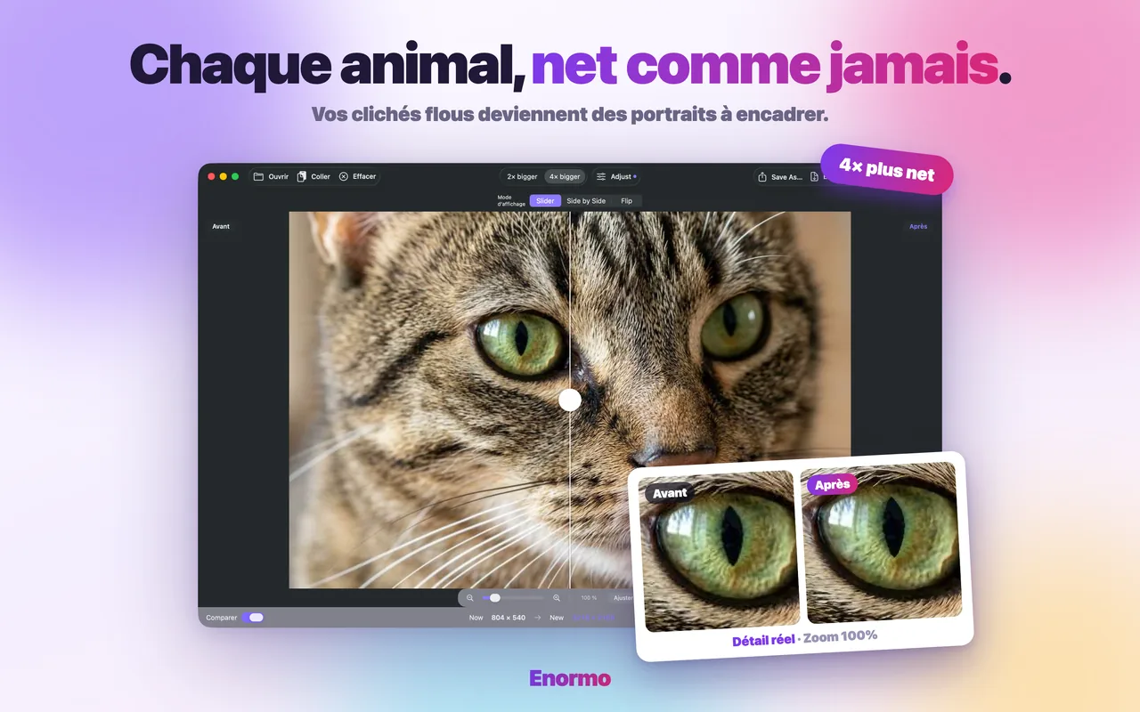 Enormo rend une photo d'animal nette et détaillée